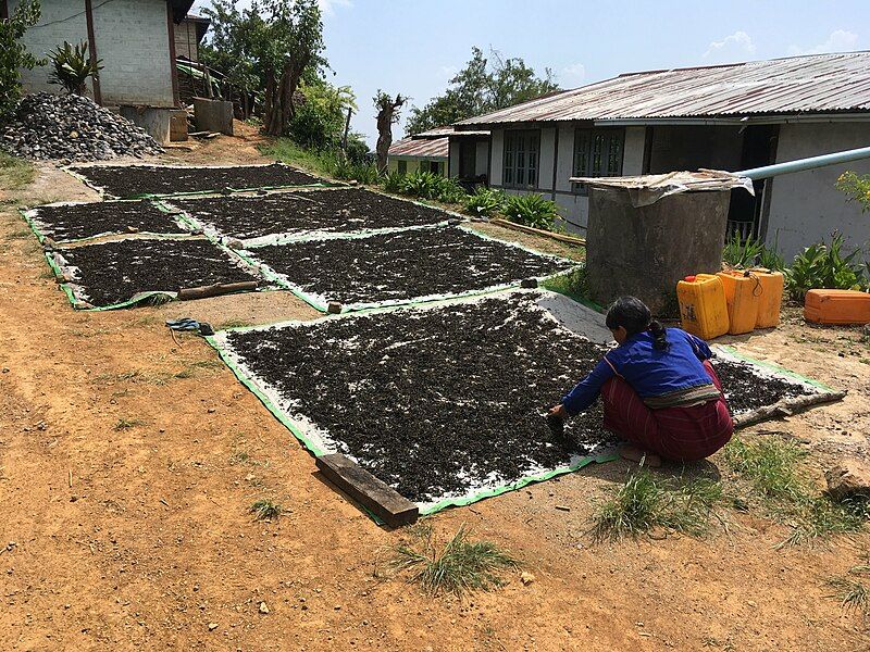 File:Tea leaves drying.jpg