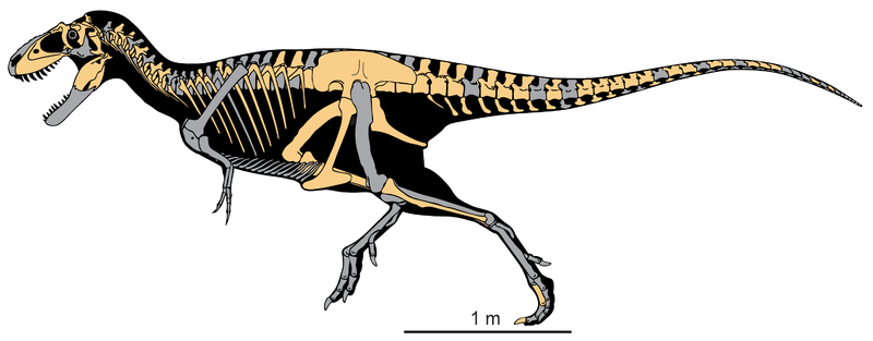 File:Teratophoneus curriei.png