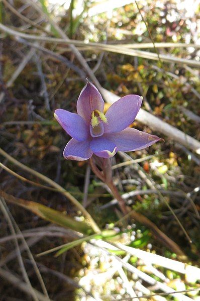 File:Thelymitra formosa.jpg