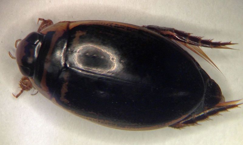 File:Thermonectus basillaris 5.JPG