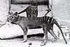 Keeping it rare with Tasmanian tigers Spongie555 (talk) 04:56, 25 September 2010 (UTC)