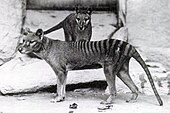 Thylacine