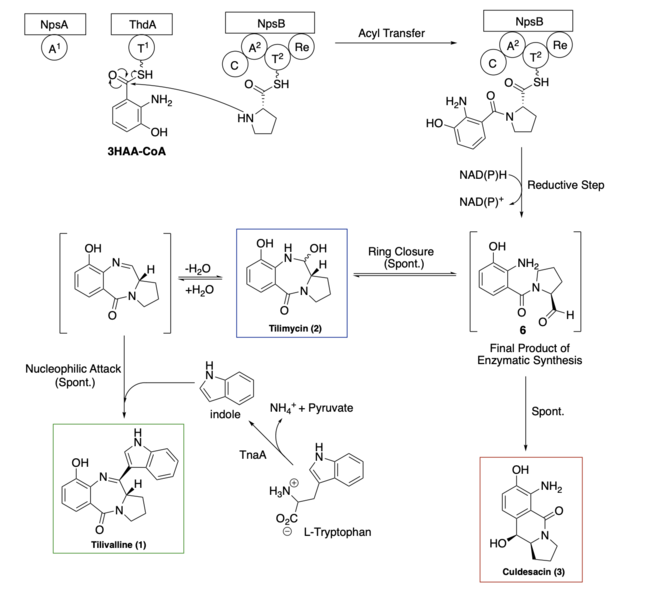 File:Tilivalline Biosynthesis Final.tif