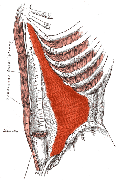 File:Transversus abdominis.png