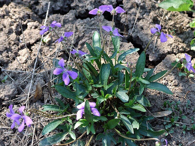 File:Viola palmata a1.jpg