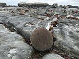 Spherical concretion on Ward Beach