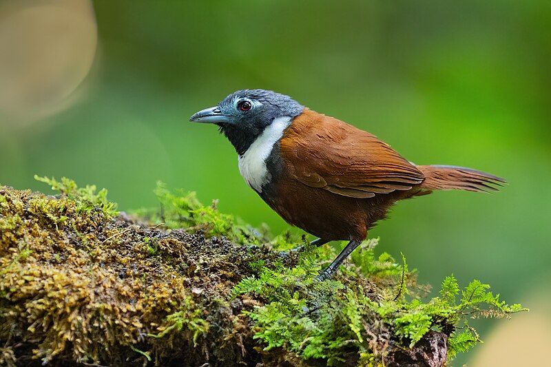 File:White-bibbed Babbler 0A2A3060.jpg