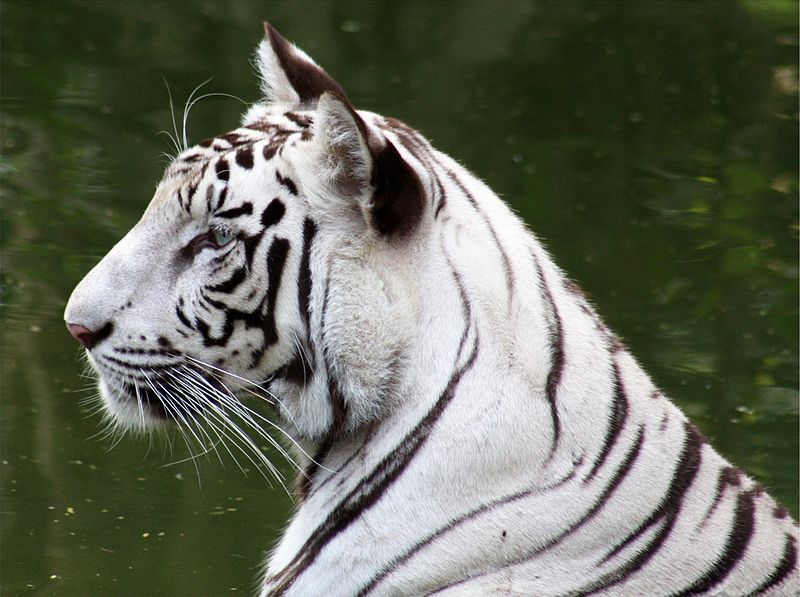 File:WhiteTiger.jpg