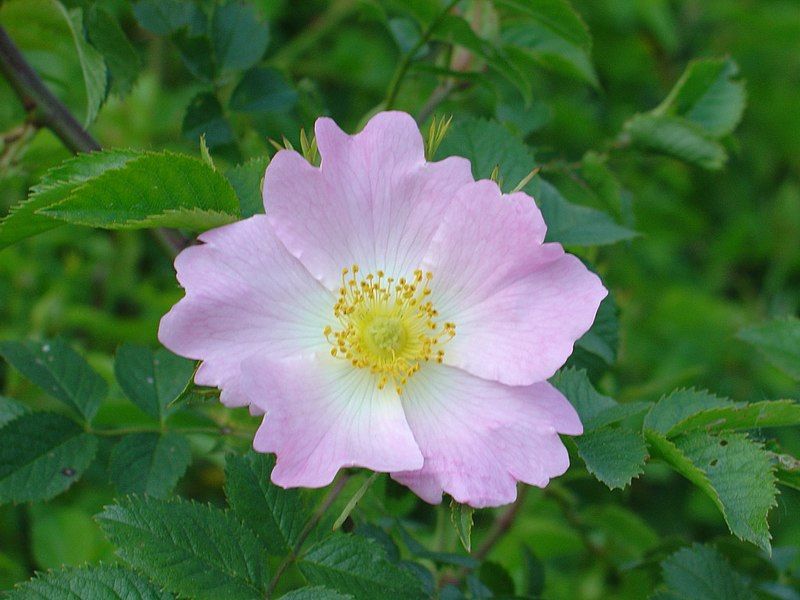 File:Wilde Rose.JPG