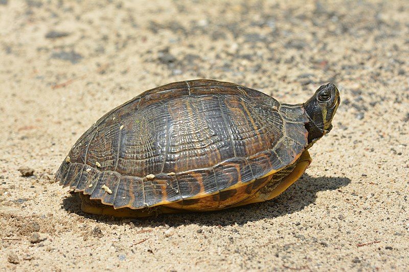 File:Yellow-bellied slider (06).jpg