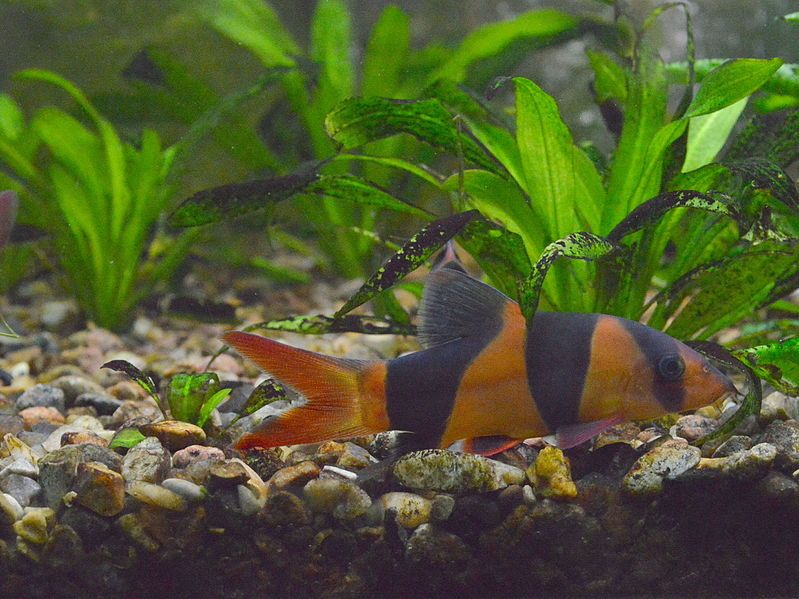 File:2015-09-13-223-Tiger-loach.jpg