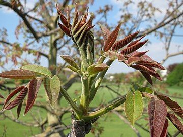 The new leaves in spring have a distinctive red-brown colour at first