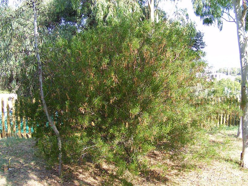 File:Acacia dodonaeifolia.jpg