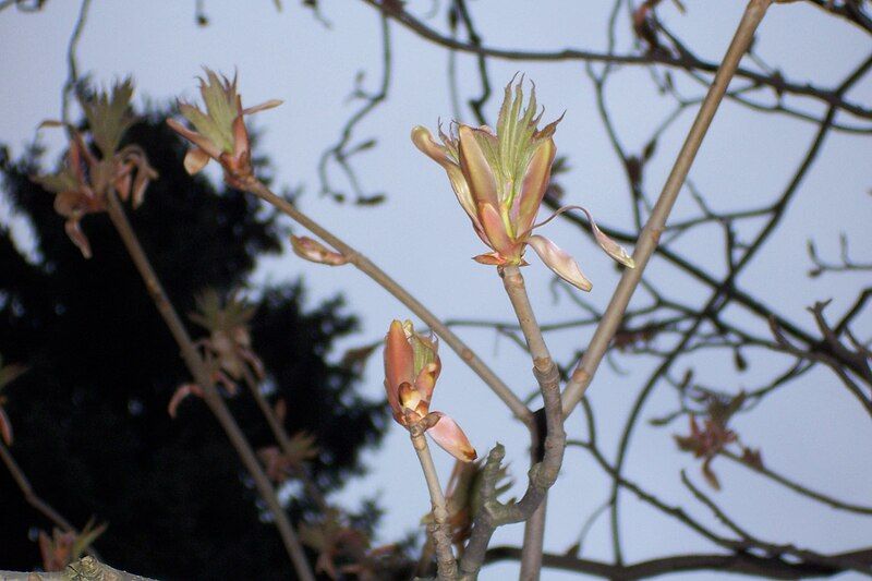 File:Aesculus octandra flower.jpg