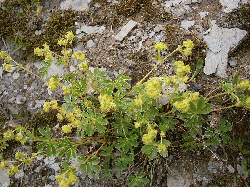 File:Alchemilla alpina01.jpg