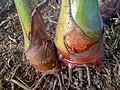 Harvested plants showing root growth from rhizome.