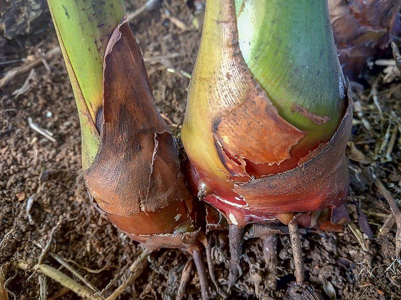 File:Alpinia purpurata, Rhizome.jpg