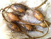 Apios americana or 'groundnut' tubers.