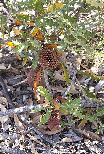 File:Banksia aculeata-1.JPG