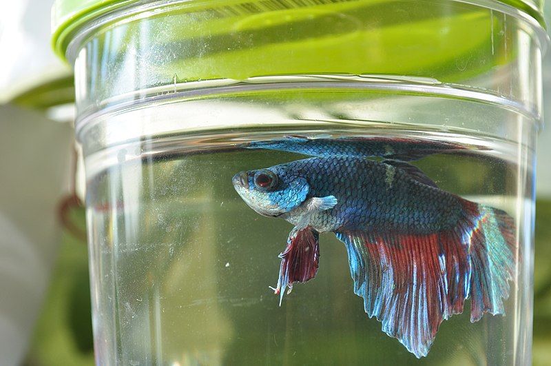 File:Betta fish.jpg