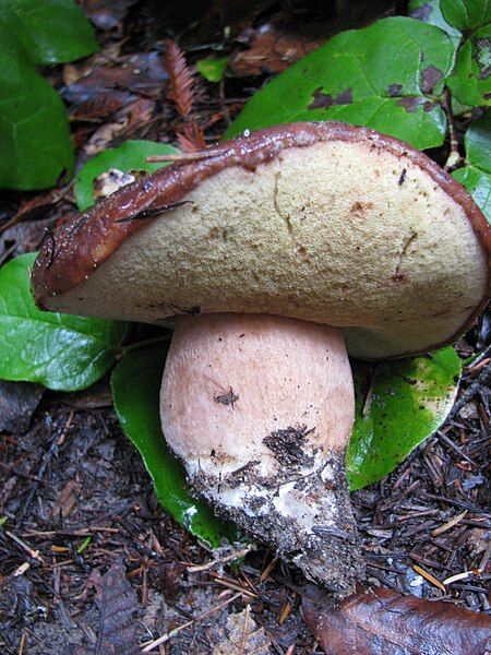 File:Boletus regineus 28082.jpg