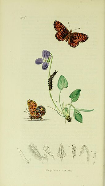 File:Britishentomologyvolume5Plate386.jpg