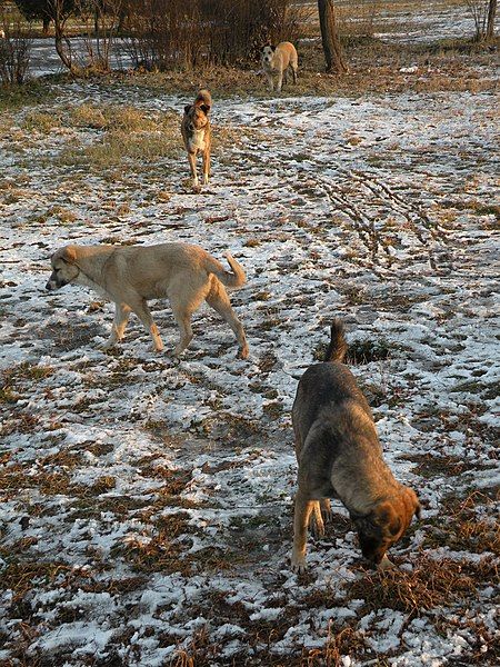 File:BucharestWildDogs2.JPG