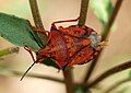 Carpocoris fuscispinus