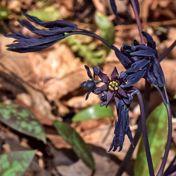 File:Caulophyllum thalictroides.jpeg