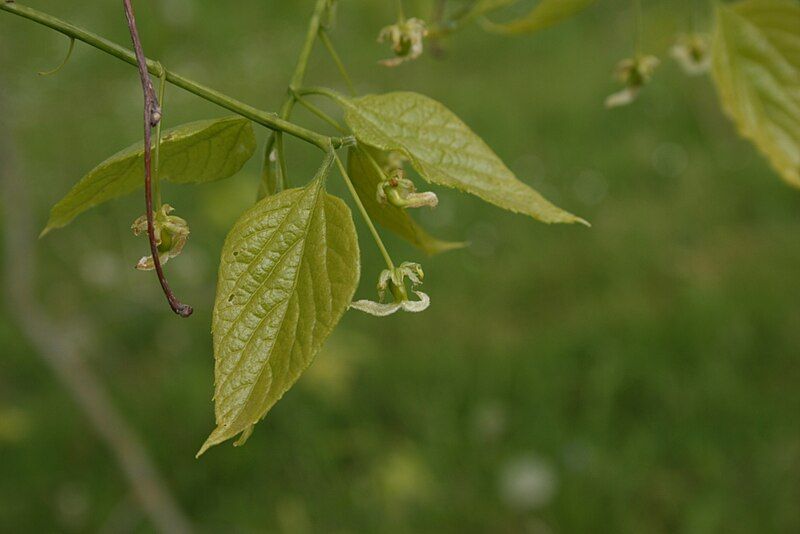 File:Celtis-occidentalis-flower.jpg