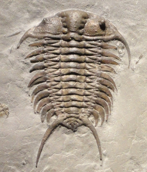 File:Ceraurus fossil cropped.png