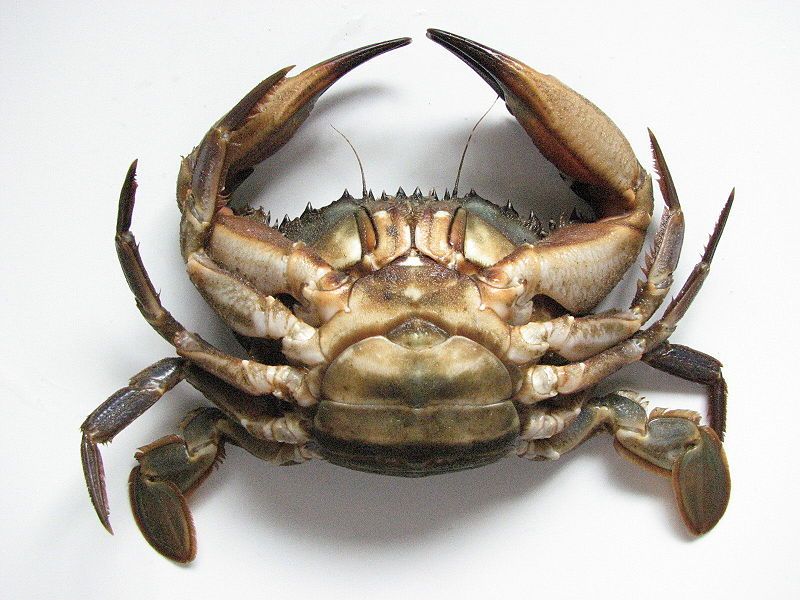 File:Charybdis japonica2.jpg