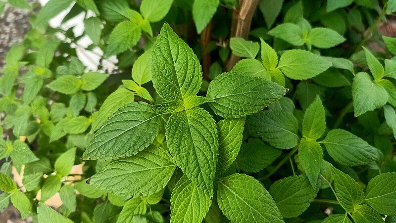 File:Chia plant leafs.jpg