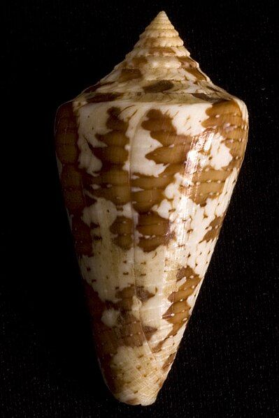 File:Conus archon1.jpg