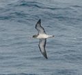 Cory's shearwater, Calonectris diomedea (A)