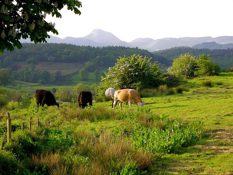 File:Countyleitrimcows.jpg