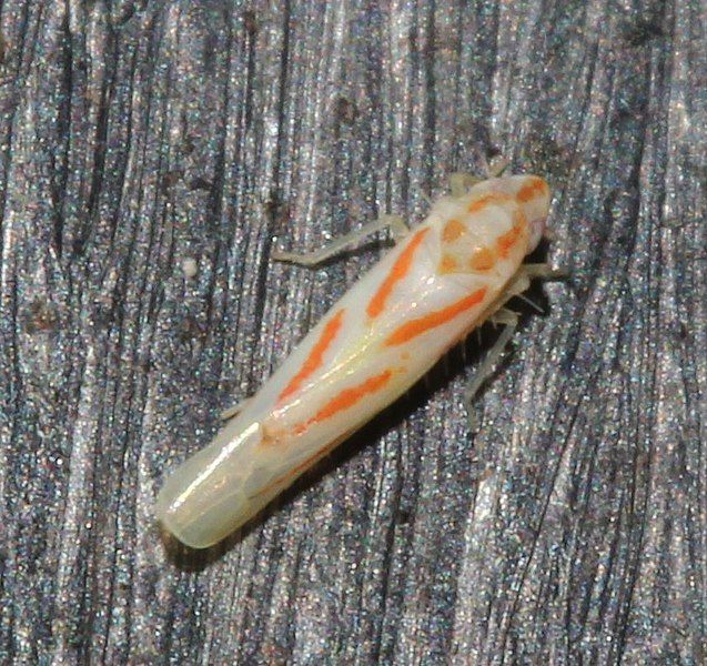 File:Dikrella cruentata.jpg