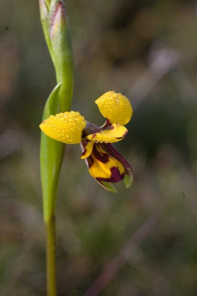 File:Diuris septentrionalis.jpg