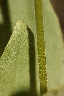 The leaves and pedicel are glandular and covered by fine short hairs