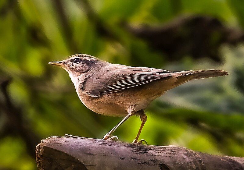 File:DuskyWarbler Cropped.jpg