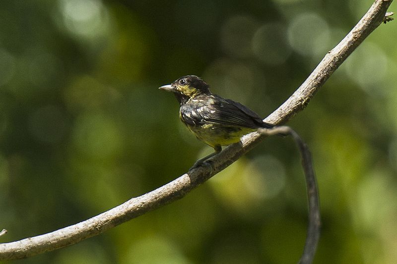 File:Elegant Tit.jpg