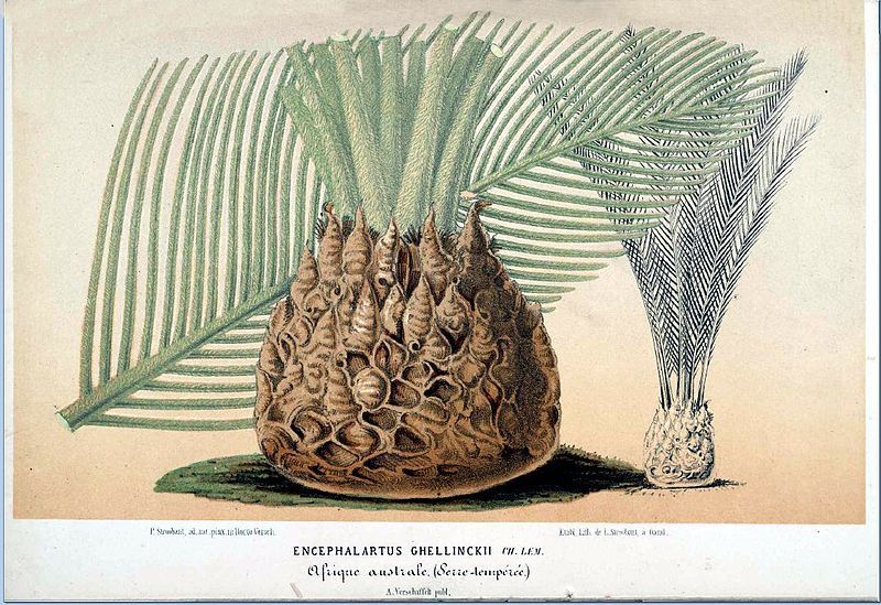 File:Encephalartos ghellinckii01a.jpg