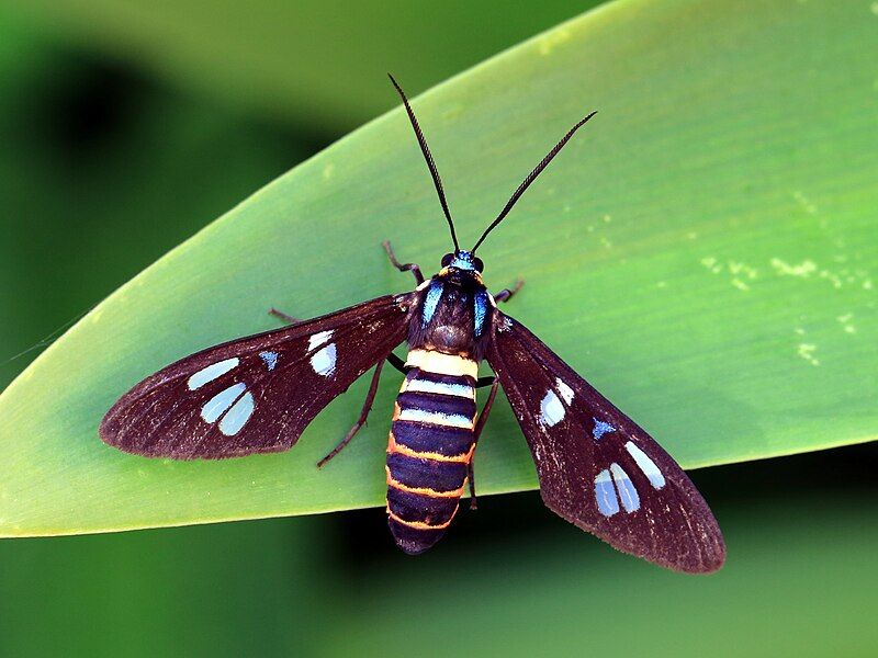 File:Euchromia moth 2978.jpg