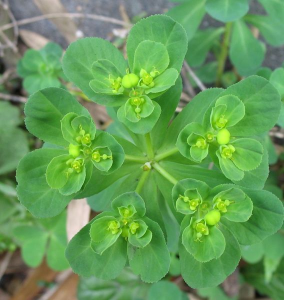 File:Euphorbia helioscopia2.jpg