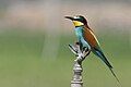 European Bee-eater photographed at Dibba, United Arab Emirates.