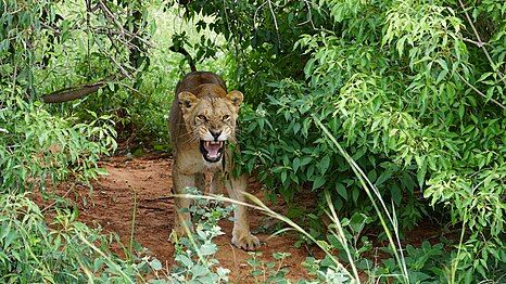 Female lion showing teeth by Thecodemachine