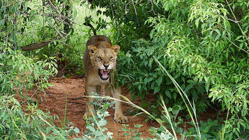 File:Female Lion Teeth.jpg