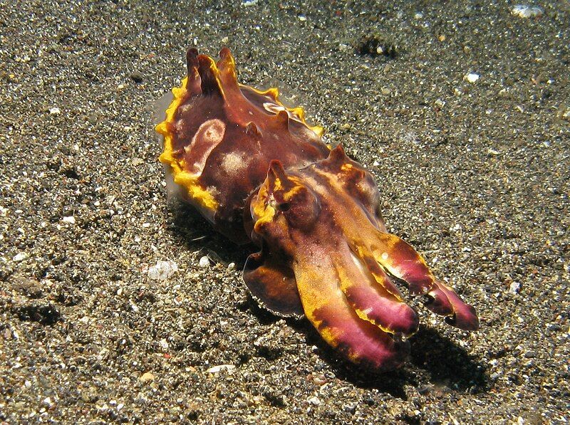 File:Flamboyant Cuttlefish3.jpg