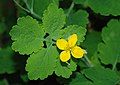 Greater celandine (Chelidonium majus)