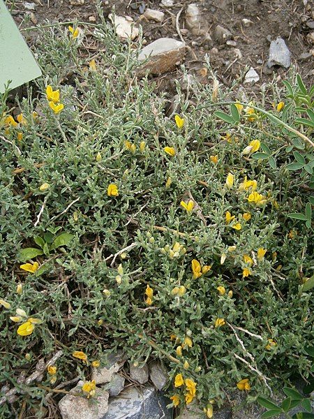 File:Genista pulchella.JPG